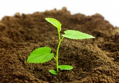 Diatomaceous earth-Soil-Amendments